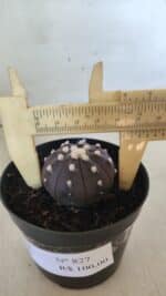 ASTROPHYTUM ASTERIAS “Purple”  Nº 827 – vaso 09 - Imagem 6