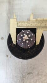 ASTROPHYTUM ASTERIAS “Purple”  Nº 827 – vaso 09