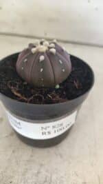 ASTROPHYTUM ASTERIAS “Purple”  Nº 828 – vaso 09 - Imagem 11