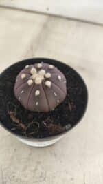 ASTROPHYTUM ASTERIAS “Purple”  Nº 828 – vaso 09 - Imagem 10