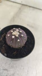 ASTROPHYTUM ASTERIAS “Purple”  Nº 828 – vaso 09 - Imagem 9