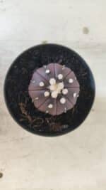 ASTROPHYTUM ASTERIAS “Purple”  Nº 828 – vaso 09 - Imagem 3