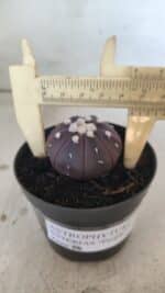 ASTROPHYTUM ASTERIAS “Purple”  Nº 828 – vaso 09 - Imagem 6