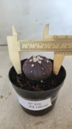ASTROPHYTUM ASTERIAS “Purple”  Nº 828 – vaso 09 - Imagem 5