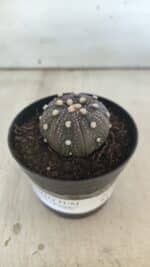 ASTROPHYTUM ASTERIAS “Purple”  Nº 829 – vaso 09 - Imagem 2