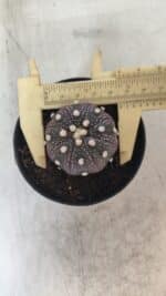 ASTROPHYTUM ASTERIAS “Purple”  Nº 829 – vaso 09