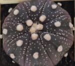 ASTROPHYTUM ASTERIAS “Purple”  Nº 829 – vaso 09 - Imagem 3