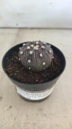 ASTROPHYTUM ASTERIAS “Purple”  Nº 829 – vaso 09 - Imagem 12