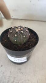 ASTROPHYTUM ASTERIAS “Purple”  Nº 829 – vaso 09 - Imagem 11