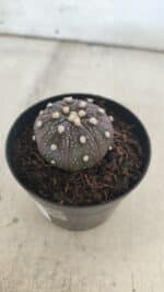 ASTROPHYTUM ASTERIAS “Purple”  Nº 829 – vaso 09 - Imagem 10