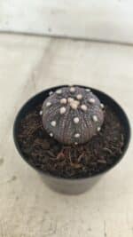 ASTROPHYTUM ASTERIAS “Purple”  Nº 829 – vaso 09 - Imagem 9