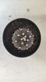 ASTROPHYTUM ASTERIAS “Purple”  Nº 829 – vaso 09 - Imagem 5