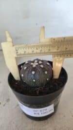 ASTROPHYTUM ASTERIAS “Purple”  Nº 829 – vaso 09 - Imagem 7