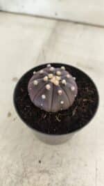 ASTROPHYTUM ASTERIAS “Purple”  Nº 830 – vaso 09 - Imagem 8