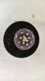 ASTROPHYTUM ASTERIAS “Purple”  Nº 830 – vaso 09 - Imagem 3