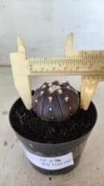 ASTROPHYTUM ASTERIAS “Purple”  Nº 830 – vaso 09 - Imagem 7