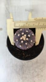 ASTROPHYTUM ASTERIAS “Purple”  Nº 830 – vaso 09