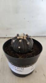 ASTROPHYTUM ASTERIAS “Purple”  Nº 831 – vaso 09 - Imagem 2