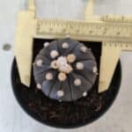 ASTROPHYTUM ASTERIAS “Purple”  Nº 831 – vaso 09