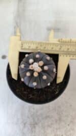 ASTROPHYTUM ASTERIAS “Purple”  Nº 831 – vaso 09