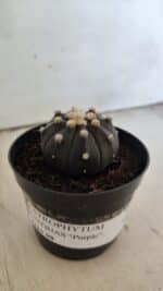 ASTROPHYTUM ASTERIAS “Purple”  Nº 831 – vaso 09 - Imagem 11