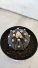ASTROPHYTUM ASTERIAS “Purple”  Nº 831 – vaso 09 - Imagem 9