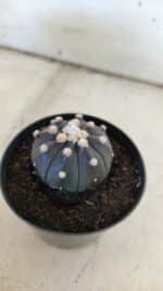 ASTROPHYTUM ASTERIAS “Purple”  Nº 831 – vaso 09 - Imagem 8
