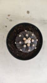 ASTROPHYTUM ASTERIAS “Purple”  Nº 831 – vaso 09 - Imagem 3