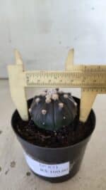 ASTROPHYTUM ASTERIAS “Purple”  Nº 831 – vaso 09 - Imagem 6