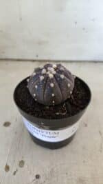 ASTROPHYTUM ASTERIAS “Purple”  Nº 832 – vaso 09 - Imagem 2