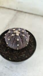 ASTROPHYTUM ASTERIAS “Purple”  Nº 832 – vaso 09 - Imagem 8