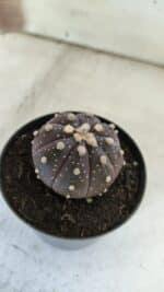 ASTROPHYTUM ASTERIAS “Purple”  Nº 832 – vaso 09 - Imagem 7