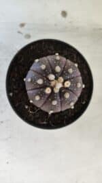 ASTROPHYTUM ASTERIAS “Purple”  Nº 832 – vaso 09 - Imagem 3