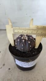 ASTROPHYTUM ASTERIAS “Purple”  Nº 832 – vaso 09 - Imagem 4
