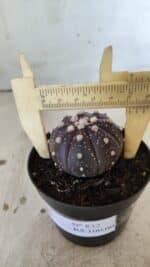 ASTROPHYTUM ASTERIAS “Purple”  Nº 832 – vaso 09 - Imagem 6