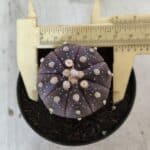 ASTROPHYTUM ASTERIAS “Purple”  Nº 832 – vaso 09