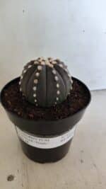 ASTROPHYTUM ASTERIAS “Purple”  Nº 833 – vaso 15 - Imagem 2