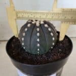 ASTROPHYTUM ASTERIAS “Purple”  Nº 833 – vaso 15