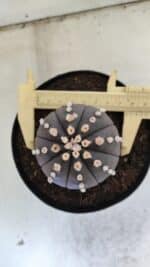 ASTROPHYTUM ASTERIAS “Purple”  Nº 833 – vaso 15 - Imagem 5