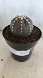ASTROPHYTUM ASTERIAS “Purple”  Nº 833 – vaso 15 - Imagem 12
