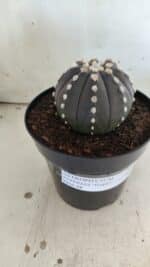 ASTROPHYTUM ASTERIAS “Purple”  Nº 833 – vaso 15 - Imagem 11