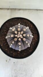 ASTROPHYTUM ASTERIAS “Purple”  Nº 833 – vaso 15 - Imagem 3