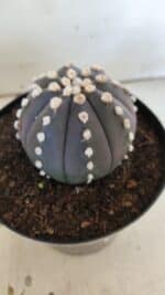ASTROPHYTUM ASTERIAS “Purple”  Nº 833 – vaso 15 - Imagem 6