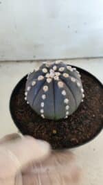 ASTROPHYTUM ASTERIAS “Purple”  Nº 833 – vaso 15 - Imagem 9