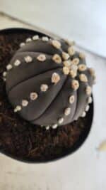 ASTROPHYTUM ASTERIAS “Purple”  Nº 833 – vaso 15 - Imagem 7