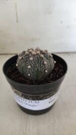 ASTROPHYTUM ASTERIAS “Purple”  Nº 835 – vaso 09 - Imagem 2