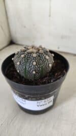 ASTROPHYTUM ASTERIAS “Purple”  Nº 835 – vaso 09 - Imagem 10