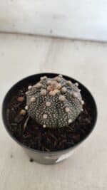 ASTROPHYTUM ASTERIAS “Purple”  Nº 835 – vaso 09 - Imagem 7