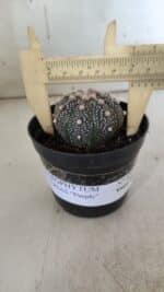 ASTROPHYTUM ASTERIAS “Purple”  Nº 835 – vaso 09