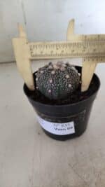 ASTROPHYTUM ASTERIAS “Purple”  Nº 835 – vaso 09 - Imagem 6